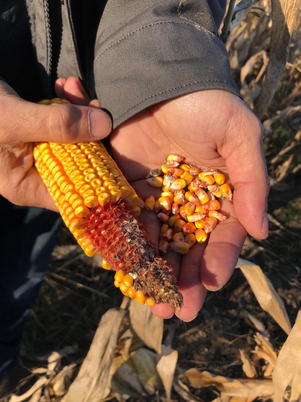 Challenges in the Organic Corn Tortilla Industry