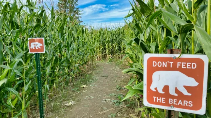 The Garcias family traditions, preserving the integrity of non-GMO corn